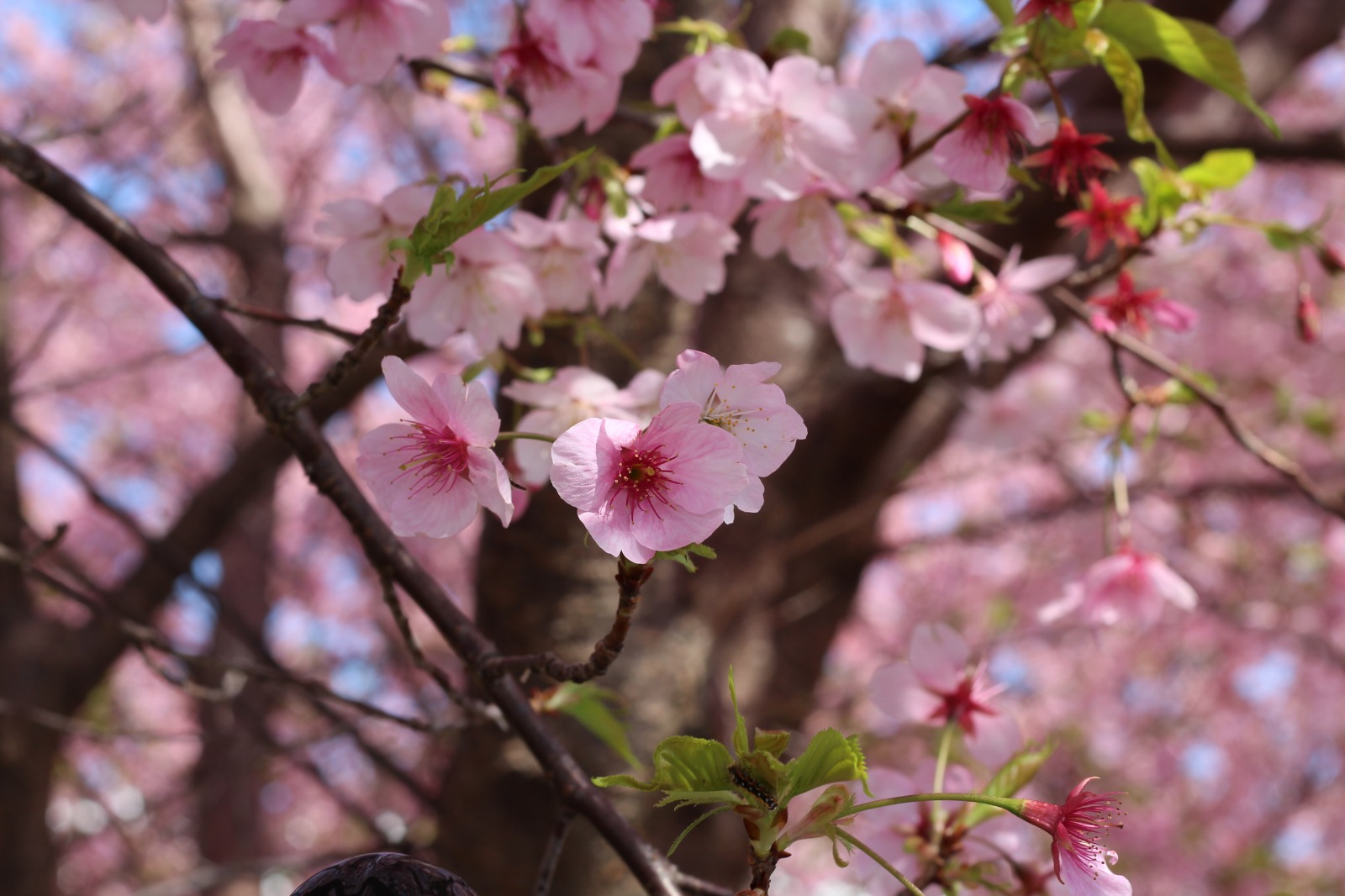 Cherry blossom branches